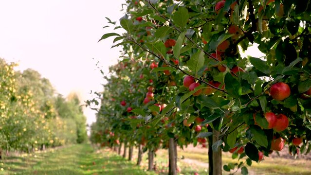 Οπωρώνες μηλιάς με ώριμα κόκκινα μήλα στα Λευκάδια