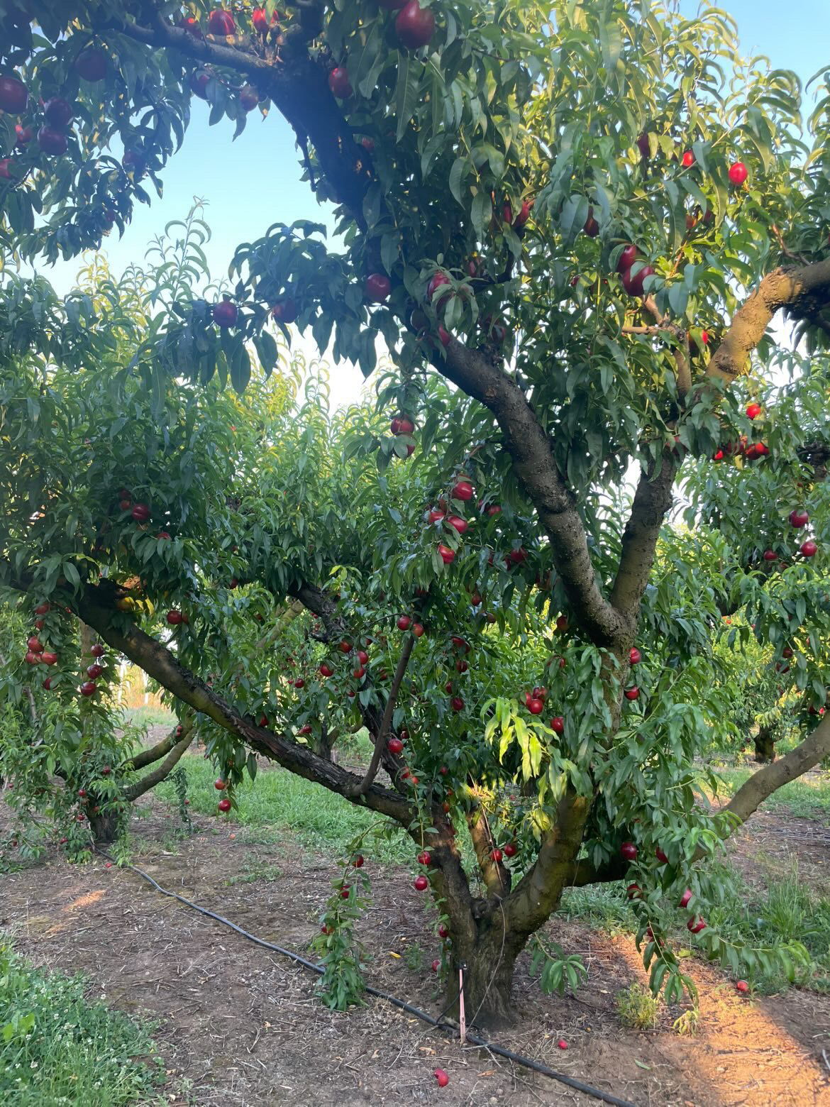 Νεκταρίνια Λευκαδίων